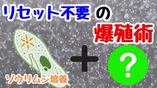 【ゾウリムシ培養】誰も簡単に爆殖できて、リセット不要の培養餌の紹介になります！ [upl. by Eillak]