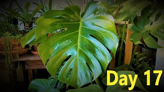 Monstera Deliciosa Propagation Comparison Update 1  LECA Coco Coir amp Perlite Pumice Water [upl. by Annavoj]