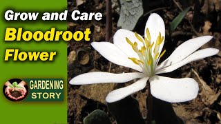 How to Grow and Care Bloodroot Flower [upl. by Queena576]