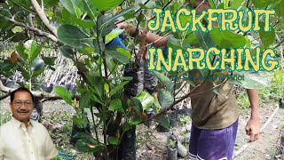 Part1 Approach grafting and inarching  Vegetative propagation in jackfruit by Sec Manny Piñol [upl. by Olifoet]