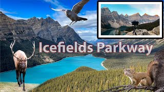 Driving the ICEFIELDS PARKWAY in 15 Minutes sample the wonder [upl. by Eelaroc]