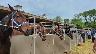 Beautiful Horses For Sale😍 I Wish I Could Take Them All Home 🤗 [upl. by Oal]