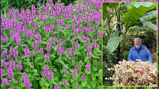 ÉPIAIRE STACHYS BÉTOINE VIVACES RUSTIQUES AUX MILLE ET UNE QUALITÉS Le Quotidien du Jardin N°436 [upl. by Yreffeg54]