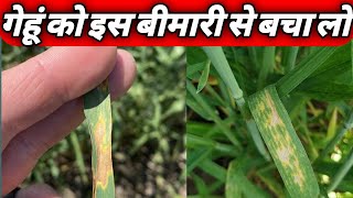 septoria tritici blotch stb of wheat।how to control septoria leaf spot। गेहूं की खतरनाक बीमारी। [upl. by Yssim]