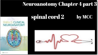 Neuroanatomy chapter 4 part 3spinal cord prt 2anteriorlateral and posterior gray columnwhite Mat [upl. by Proudlove]