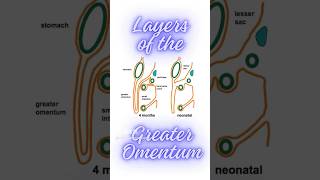 What are the layers of greater omentum shorts peritonealfolds greatersac greateromentum [upl. by Lapides]