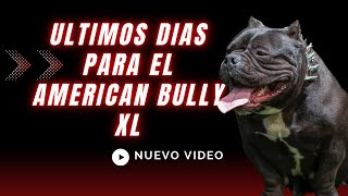 ULTIMA HORA 2024🔴 PROHIBIDO⛔️FIN DEL AMERICAN BULLY EN GRAN BRETAÑA [upl. by Corby181]