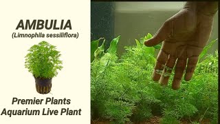 Ambulia plant care  Limnophila sessiliflora aquarium plant care with English Subtitle [upl. by Legna]