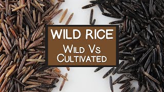 Nutritional Benefits of Wild Rice A quotWildquot and Cultivated Grain Alternative [upl. by Atteirneh192]