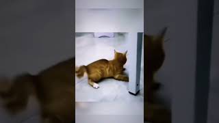 dans eden kedi kedi pisikler yutubeshorts funny [upl. by Baumbaugh863]