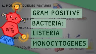 Gram Positive Bacteria Listeria monocytogenes [upl. by Akihsan773]