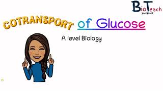 Cotransport of Glucose and Amino Acids A level Biology BioTeach [upl. by Erimahs860]