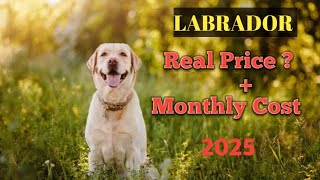 Labrador Price In India 2025labrador Price and Monthly Expenses YGFACTS [upl. by Brogle]