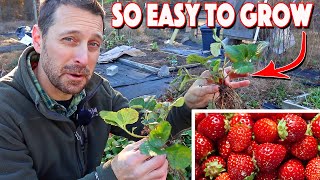 Growing Strawberries At Home Is Easy Complete Growing Guide [upl. by Teagan]