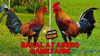 LETS GO TO BEAUTIFUL BAKAL AT ASERO GAMEFARM [upl. by Christye411]