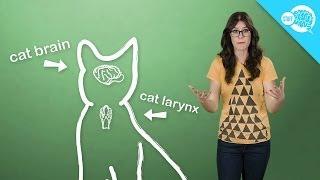 How And Why Do Cats Purr [upl. by Murat]