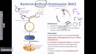 Bacterial artifical chromosome BACs [upl. by Servais]