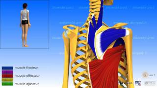 Lépaule ladduction les muscles adducteurs [upl. by Dettmer]