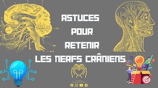 💡Astuces pour retenir les nerfs crâniens des Méthode de mémoriser sans oublier📝 [upl. by Heuser]