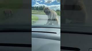 Monkey attacks car at Longleat Safari Park [upl. by Birck]