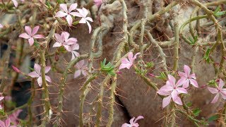 Pachypodium succulentum [upl. by Aiyt124]