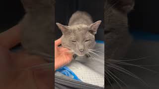 Video of adoptable pet named Count Christopher [upl. by Adnirol]