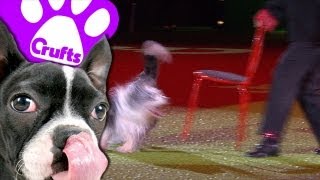 Heelwork to Music  Winning Routine  Crufts 2013 [upl. by Dion534]