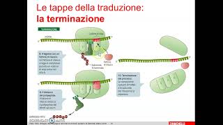 3 Traduzione o sintesi proteica [upl. by Kirt]