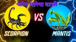 Scorpion vs Mantis ⚖️ Poisonous scorpion  Praying mantis  Black Scorpion [upl. by Brewster338]