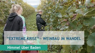 quotExtreme Krisequot  Weinbau im Wandel [upl. by Yddet]