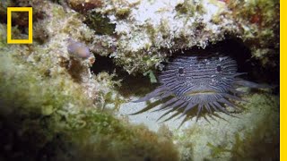 Grumpy Toadfish Sing Strange Love Songs  National Geographic [upl. by Nicolis]