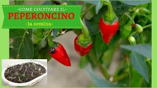 COME COLTIVARE IL PEPERONCINO PICCANTE  La semina in semenzaio [upl. by Sakram]