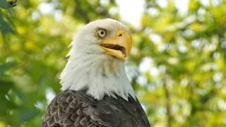 Nictitating Membrane on a Bald Eagle at Blackwater NWR [upl. by Apur]