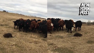 This herd of cows was caught following a beaver around  New York Post [upl. by Ahcsatan230]