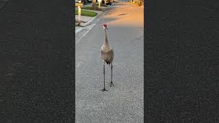 Sandhill crane October 14 2024 [upl. by Ekusoyr176]