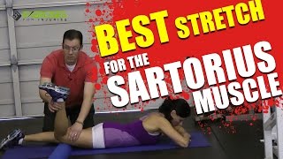 Best Stretch for the Sartorius Muscle [upl. by Wera320]