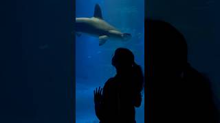 whaleshark biggestaquarium bigfish tank giant travel largest indian youtubeshorts ytshorts [upl. by Converse]