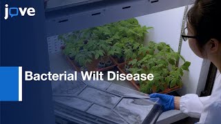 Bacterial Wilt Disease Genetic Analysis by Tomato Root Transformation  Protocol Preview [upl. by Esital]