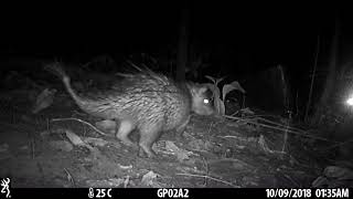 Brushtailed Porcupine [upl. by Rolando781]