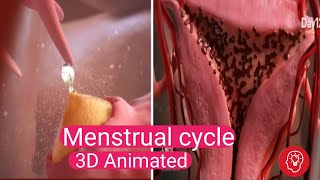 The Secret Behind Menstrual Cycles Revealed  Ovulation 3D Animation [upl. by Goeselt]