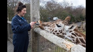 Keeper for a Day Experience at ZSL London Zoo [upl. by Spiers285]