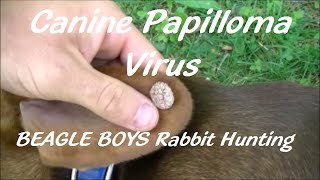 Canine Papilloma Virus  2015Beagle Boys Rabbit Hunting [upl. by Alekehs]