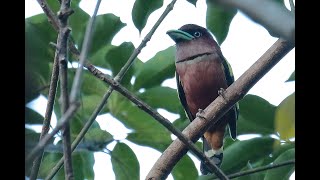 きょろきょろするアズキヒロハシ（Banded Broadbill） [upl. by Ettelliw]