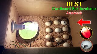 BEST Cardboard Box Egg Incubator  Chicks Hatching in Carton Box  DIY Homemade Incubator [upl. by Noda53]