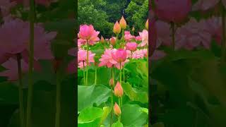 Lotus Flowers Can Regulate Their Temperature lotusflower lotus flowers nature art flower [upl. by Sension]