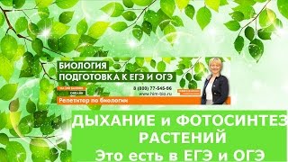 Дыхание и фотосинтез у растений Это есть в ЕГЭОГЭСравнение [upl. by Traweek]