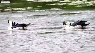 Knob Billed Duck Sarkidiornis melanotos Düğme Gagalı Ördek Comb Duck નકટો tv belgesel [upl. by Ardnekan]