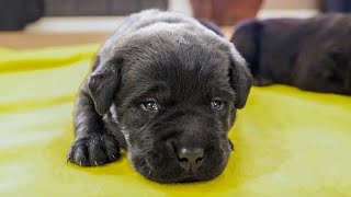 Black Lab Puppies Start To Waddle [upl. by Ailugram]