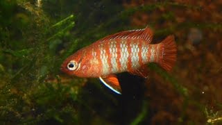 Scarlet badis Dario darioSpecies Spotlight [upl. by Eoz]