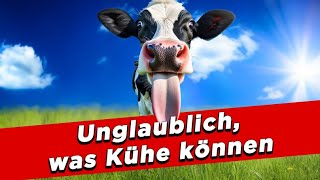 Unglaublich was Kühe können  My KuhTube Film 901 [upl. by Adnimra308]